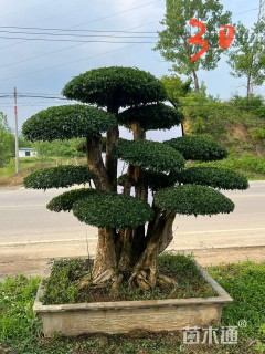 70公分造型对节白蜡