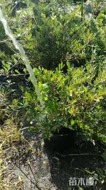 高度60厘米小叶蚊母