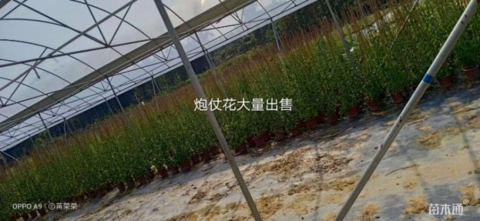 炮仗花