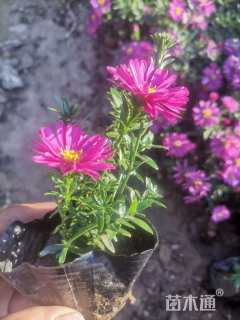 高度30厘米荷兰菊