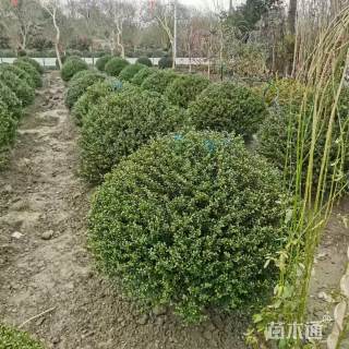 冠幅100厘米龟甲冬青球