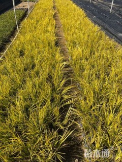 高度20厘米金叶菖蒲