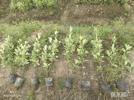 高度35厘米金边黄杨