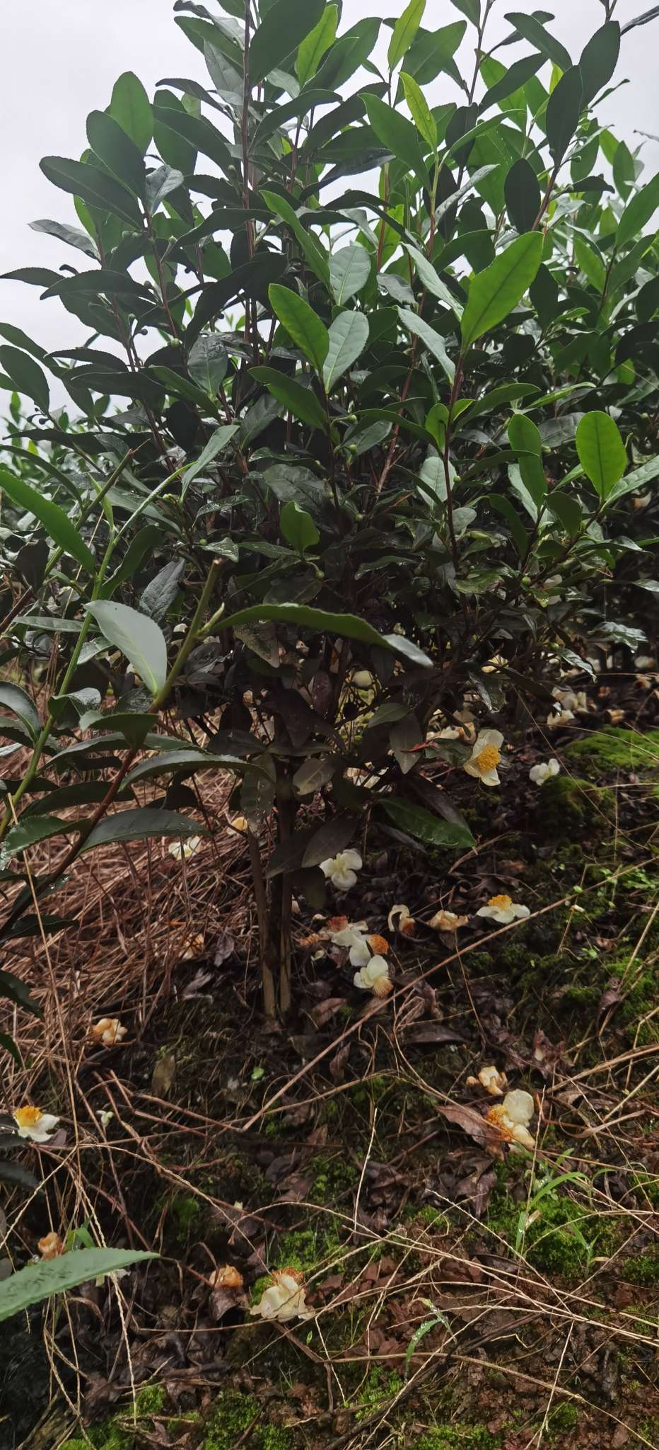 高度80厘米茶树