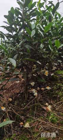 高度80厘米茶树