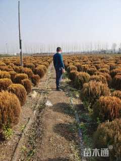 冠幅60厘米洒金柏球