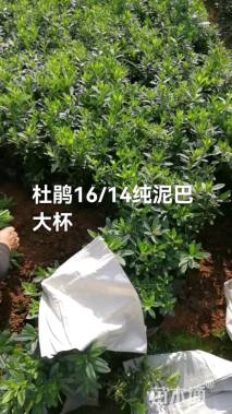 高度20厘米杜鹃