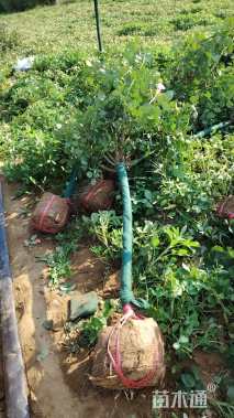 高度120厘米高杆月季