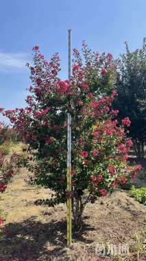 高度200厘米丛生紫薇