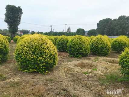 冠幅120厘米亮晶女贞球