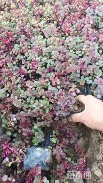 高度10厘米红景天