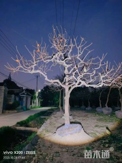 12公分龙爪柿子树