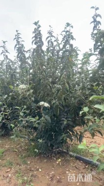 高度250厘米中华木绣球