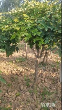 高度100厘米牡丹