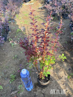 高度30厘米红叶小檗