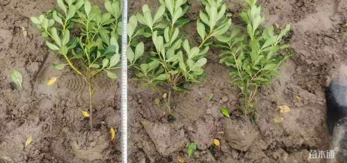 高度30厘米海桐