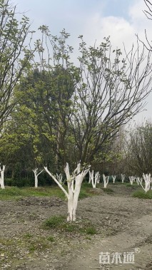20公分香泡