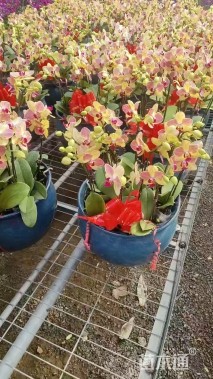 高度50厘米蝴蝶兰