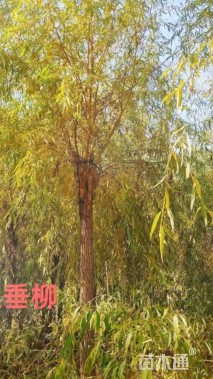 12公分金丝垂柳