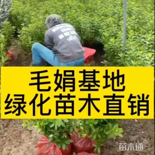 高度30厘米杜鹃