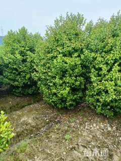 高度240厘米含笑