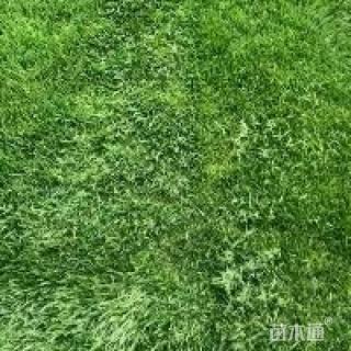 草毯