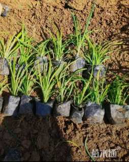高度20厘米常绿萱草