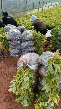 高度25厘米花叶连翘