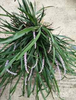 高度25厘米兰花三七草