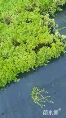 高度12厘米金叶佛甲草