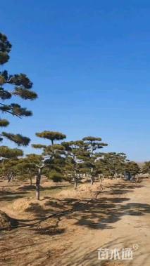 30公分造型黑松