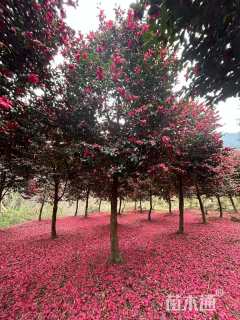 高度300厘米茶梅