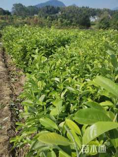 高度40厘米深山含笑小苗