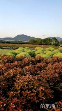 冠幅1厘米银姬小蜡球