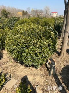 冠幅160厘米瓜子黄杨球