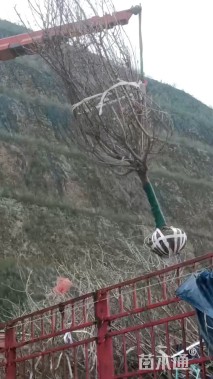 高度150厘米蜡梅