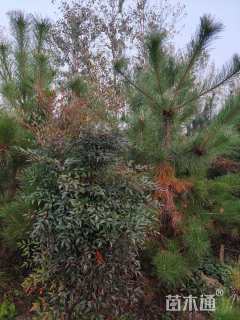 高度150厘米南天竹