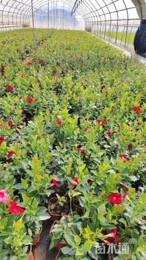 高度30厘米红车