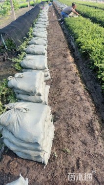 高度40厘米亮绿忍冬