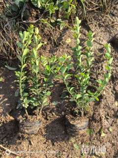 高度50厘米卫矛