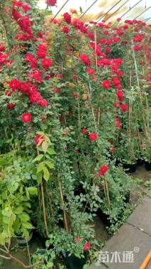 120厘米藤本月季