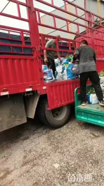 高度40厘米千屈菜