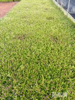 高度20厘米满天星