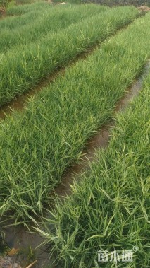 高度20厘米花叶芦竹