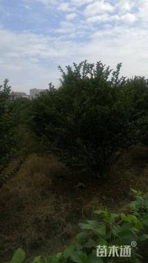 高度300厘米丛生紫薇