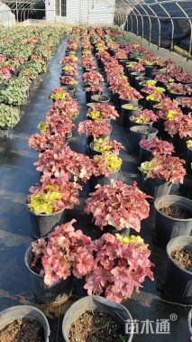 高度15厘米矾根