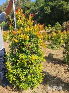 高度100厘米红车