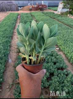 高度24厘米八宝景天