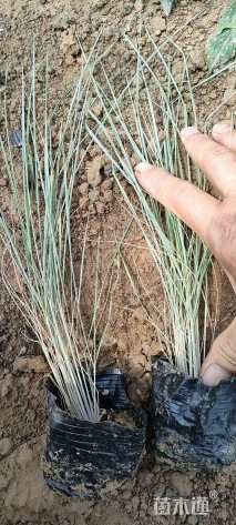 高度20厘米糖蜜草