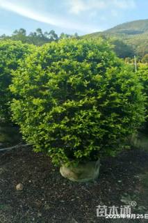 高度120厘米金叶假连翘